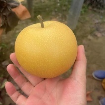 山东青岛秋月梨