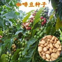 新采咖啡豆种子咖啡树种子日常饮用植物种子阳台观赏盆栽