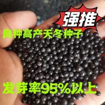 药材天冬种子新鲜颗粒饱满正宗大天冬良种天冬种子高档中药材