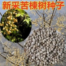 新采苦楝树种子苦楝种子楝树紫花树种子楝枣种子苦楝子种