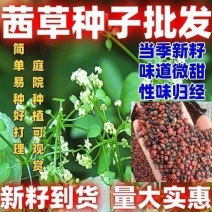 当季新籽茜草种子中药红根草简单易种红内消多年生草本植物籽