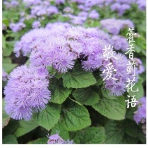 霍香蓟种子种籽防虫放红蜘蛛菊果园优良绿肥保土保肥保湿蓝色
