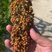 大量出售高梁，量大从优，价格美丽