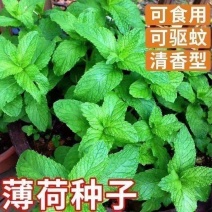 可食薄荷种子柠檬薄荷种子驱蚊花草植物种子四季阳台薄荷盆栽食用