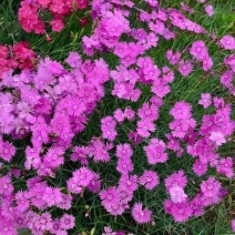 石竹春秋播多年生耐寒景观绿化花卉盆栽石常夏石竹