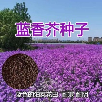 蓝香芥种子花种子四季易活景观花海花卉欧亚香花芥花籽庭院四季易