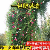羽叶茑萝花种子庭院爬藤植物五角星花爬墙花盆栽阳台四季花卉种子