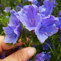 蓝蓟种子四季播种开花易活庭院花籽阳台室内绿化盆栽可蓟草种