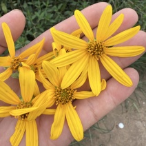 【精品推荐】菊芋花大量供应新货速发欢迎来电咨询