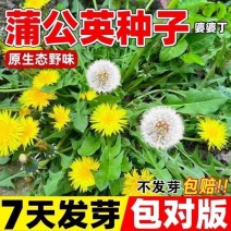 蒲公英种子野菜种植食用四季播种多年生种籽高产蔬菜种子