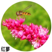 红蓼水红花狗尾巴花耐湿水生景观园林绿化