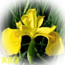 水生花卉植物黄菖蒲种子水烛花水生黄花鸢尾籽观赏价值极高