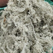 海花草