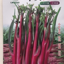 红菜苔种子华美亮红早熟红菜苔小叶多苔红亮甜脆