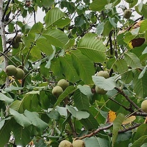核桃
