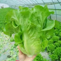 《意大利生菜》山东生菜/自家基地/常年有货欢迎来电咨询