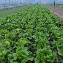 《意大利生菜》山东生菜/自家基地/常年有货欢迎来电咨询