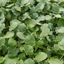 西兰花苗蔬菜苗花菜苗易成活价格实惠规格品种齐全