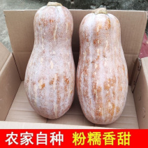 [牛]蜜本南瓜/湖南南瓜/老南瓜/老品种南瓜