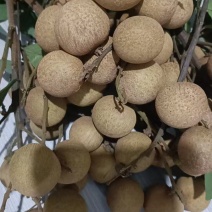 草埔龙眼