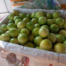 精品黄金百香果钦蜜九号