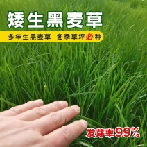 蓝标矮生黑麦草草坪种子多年生护坡草坪厂家批发
