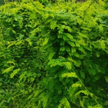 新鲜大叶鸡骨藤茶