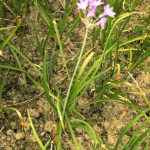 紫娇花