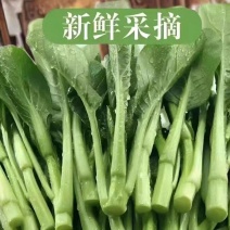 《油菜苔》青菜苔/广东菜心/基地直发/供应市场，商超团购