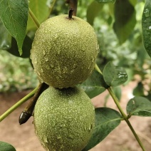 精品清香核桃品质保证天量大从优质量保证诚信经营欢迎咨询