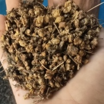无糖野菊花