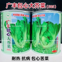 广东包心大芥菜种子肉包芥菜腌制种籽酸菜早熟耐热包心苦菜种