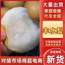 《丰水梨》城固新鲜梨套袋丰水梨果面干净产地直发对接全国市场