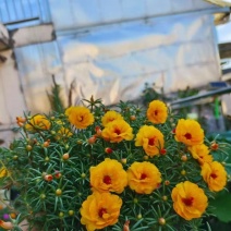 太阳花种孑适合秋天种的花种子庭院花籽四季播种