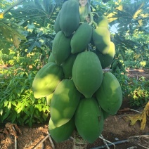 红玲木瓜