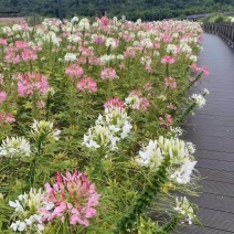 高产美人醉蝶花种子四季阳台盆栽种植园林易活庭院蜜源凤蝶草