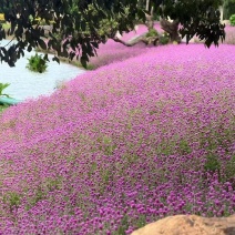 千日红庭院景观绿化花卉盆栽易活花籽千日紫