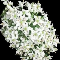 韭花