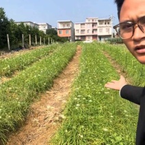韭菜苔苗台湾品种