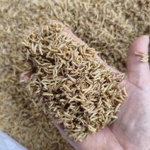 黄粉虫