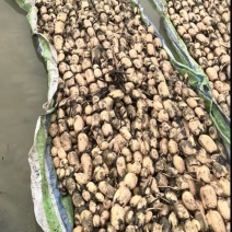 湖北洪湖莲藕《鄂莲6号莲藕全国直销》毛货，净货按需分拣。