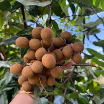 泸州新鲜龙眼