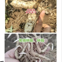 鸡头黄精种栽，鸡头黄精种苗，高产品种，产地直发