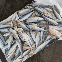 山东威海二锅台鲅鱼，青占鱼，饲料台鲅鱼