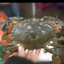长期供应各种精品生孟活青蟹，慢爬活埋冰大小肉蟹，羔蟹
