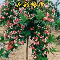 锦带五彩锦带红花王子锦带根系发达成活率高