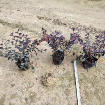 绿化苗木。精品粉花翠芦莉0.28。品质卓越