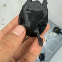 小乌鳖苗，价格实惠包邮包活到家