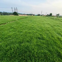 大叶油草