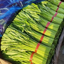精品空心菜可供市场商超食堂需要的联系我